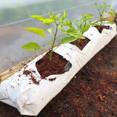 Grow Bags